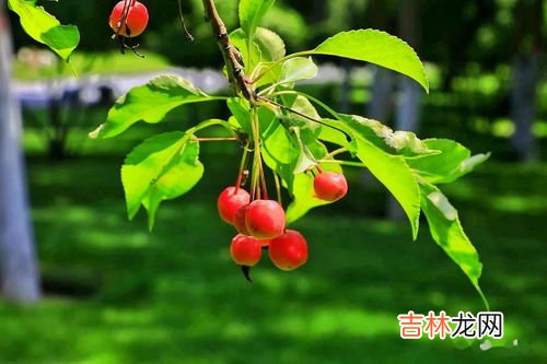 秋天的果实有哪些成熟,秋天成熟的果实有哪些?