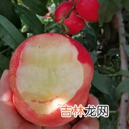 黄金油桃营养价值及功效,油桃的营养价值及功效与作用分别是？