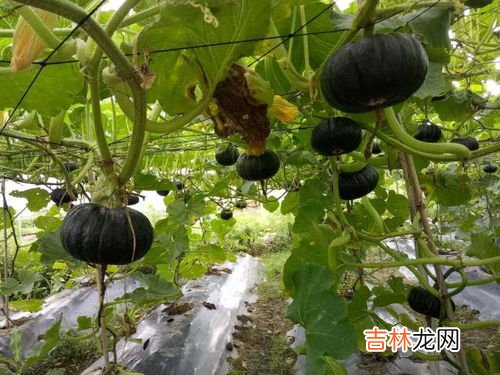板栗南瓜要不要去皮,板栗南瓜熬粥需要去皮吗