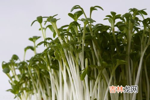 野生水芹菜可以吃吗,野芹菜能吃吗,是否有毒?