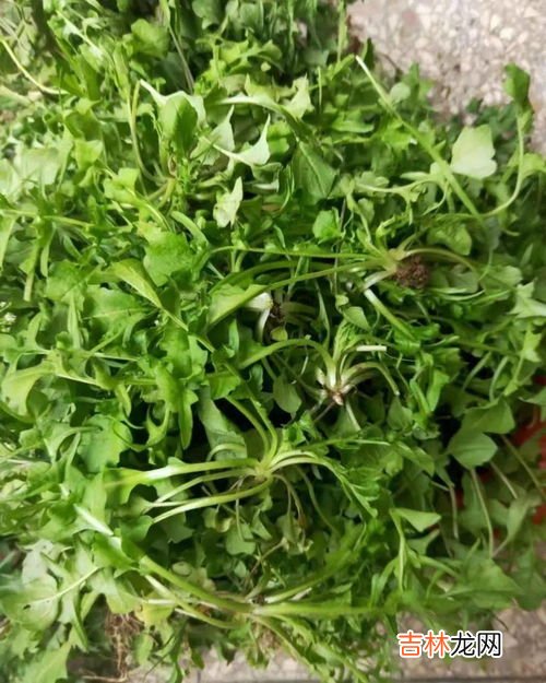 野生水芹菜可以吃吗,野芹菜能吃吗,是否有毒?