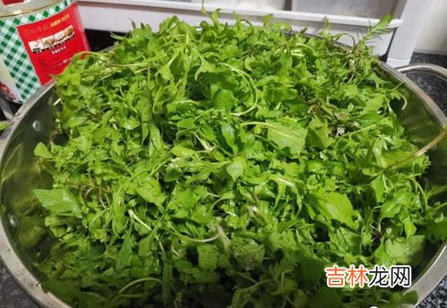 野生水芹菜可以吃吗,野芹菜能吃吗,是否有毒?