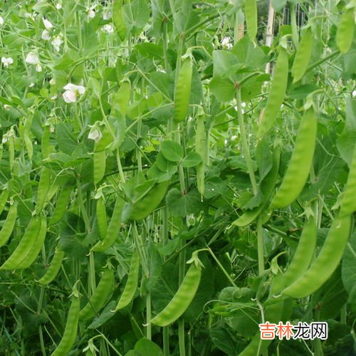 新鲜豌豆能发芽吗,豌豆发芽了还能吃吗新鲜豌豆