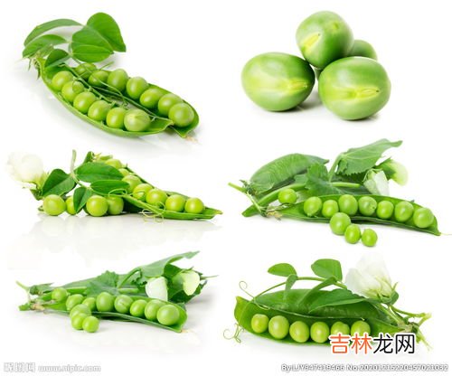 新鲜豌豆能发芽吗,豌豆发芽了还能吃吗新鲜豌豆