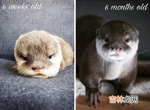 水獭为什么会拖人下水,水猴子是什么动物?为什么要拉人下水?