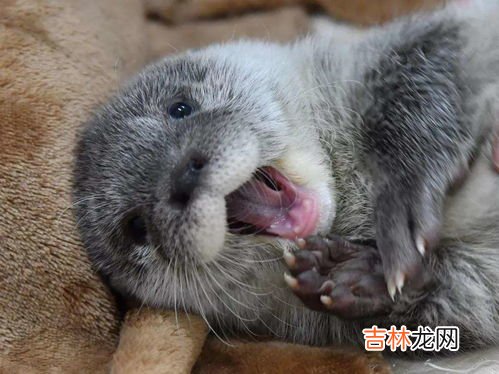 水獭为什么会拖人下水,水猴子是什么动物?为什么要拉人下水?