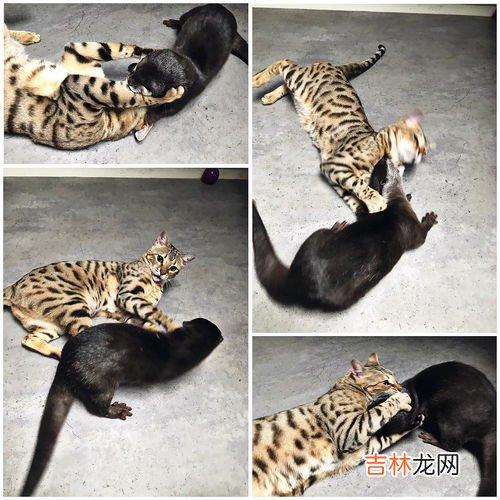 水獭为什么会拖人下水,水猴子是什么动物?为什么要拉人下水?