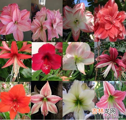 韭菜莲为什么不开花,韭菜莲种了三年了还不开花了光长叶子不开花种了很长时间就是不开花?
