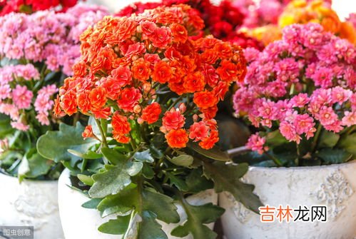 韭菜莲为什么不开花,韭菜莲种了三年了还不开花了光长叶子不开花种了很长时间就是不开花?