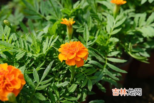 韭菜莲为什么不开花,韭菜莲种了三年了还不开花了光长叶子不开花种了很长时间就是不开花?
