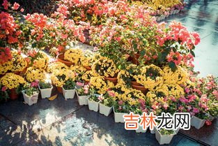 莲花山花展在莲花山哪个位置,莲花山公园毓秀园在哪个门