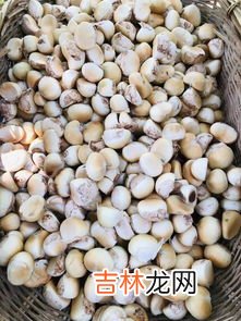 煮板栗要多长时间能熟,煮栗子需要多长时间