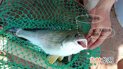 鱼的记忆是3秒还是7秒,鱼只有七秒钟的记忆吗