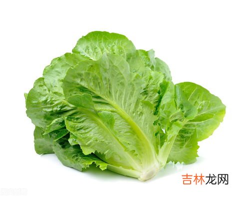 白菜的营养价值及功效,白菜的营养价值功效