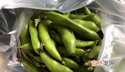 蚕豆放冰箱发芽能吃吗,发芽的蚕豆能吃吗