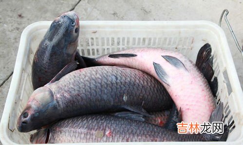 青鱼为什么叫死人鱼,青鱼为什么被称为鬼鱼?
