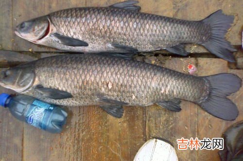 青鱼为什么叫死人鱼,青鱼为什么被称为鬼鱼?