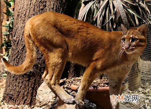 彪是什么动物,彪是什么动物