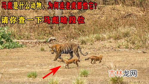 彪是什么动物,彪是什么动物