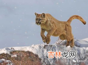 彪是什么动物,彪是什么动物