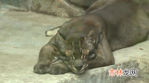 彪是什么动物,彪是什么动物