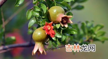 哪些人不宜吃石榴,石榴不能和什么一起吃相克