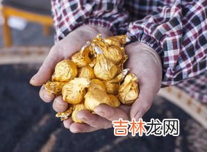 黄精为什么要九蒸九晒,九蒸九晒黄精的工艺流程