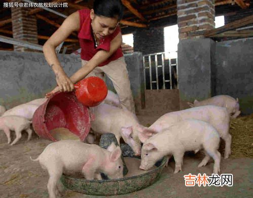为什么都说养猪不如养上海人,今年的猪肉价很贵,为什么养猪人却反而越来越少?