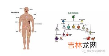 人体三道屏障系统不包括,人体免疫有三道防线,在三道防线中,居于非特异性免疫的是