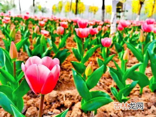 郁金香花语和寓意,郁金香花语和寓意