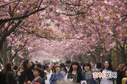 武汉大学樱花什么时候开,2023武大的樱花什么时候开