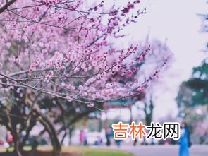 武汉大学樱花什么时候开,2023武大的樱花什么时候开