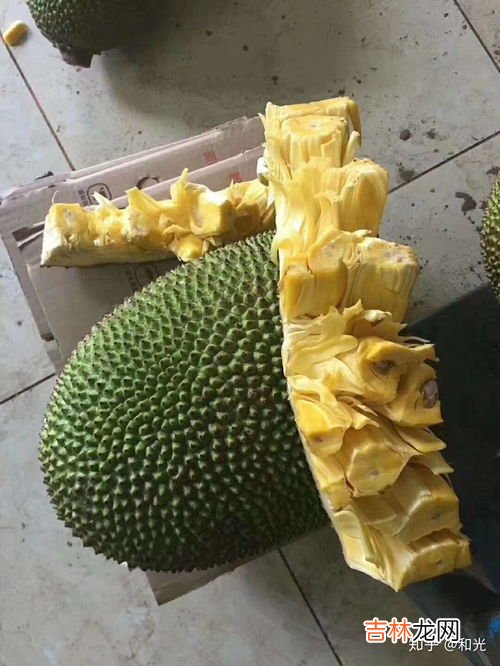 菠萝蜜按着多软才算熟,菠萝蜜怎样才算熟