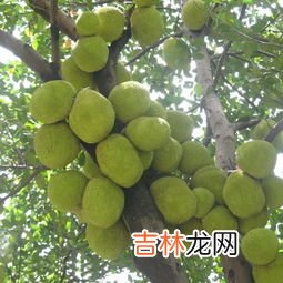 菠萝蜜按着多软才算熟,菠萝蜜怎样才算熟