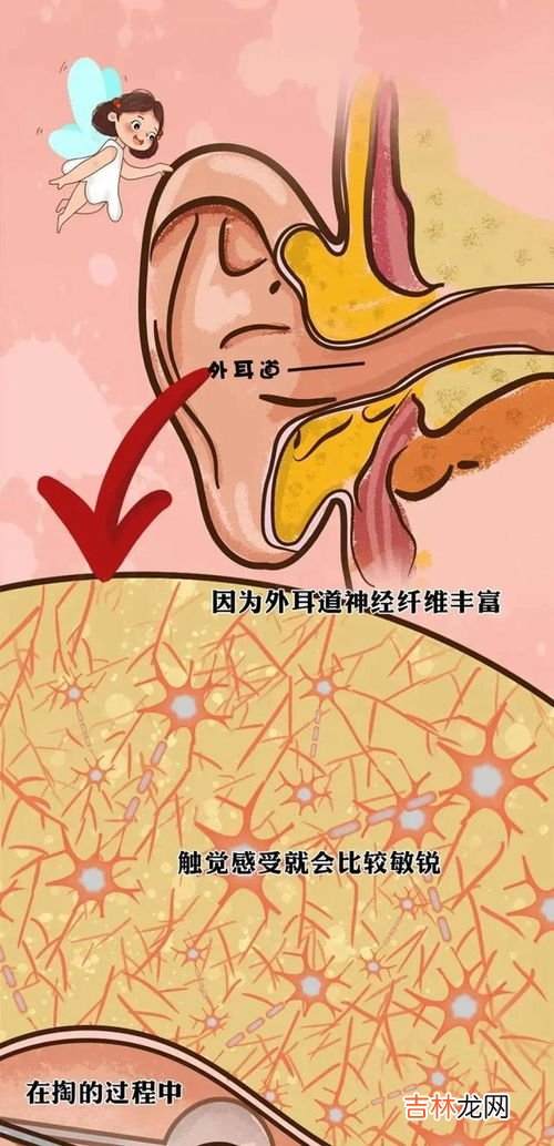 耳朵为什么会动,为什么猫的耳朵会动