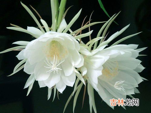 昙花什么时候开花,昙花在什么季节开？