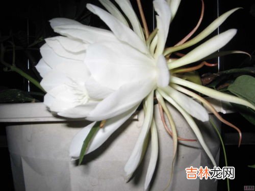 昙花什么时候开花,昙花在什么季节开？