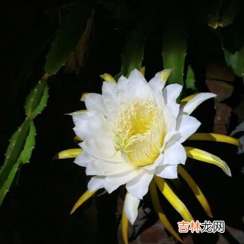 昙花什么时候开花,昙花在什么季节开？