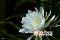 昙花什么时候开花,昙花在什么季节开？