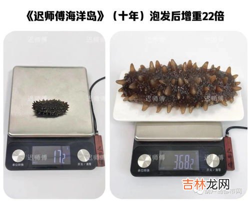 海参大个好还是小个好,海参怎么样选择?大的好还是小的好?