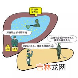 维持人体某种功能的稳态主要依赖于什么,维持内环境稳态的重要调节机制是什么
