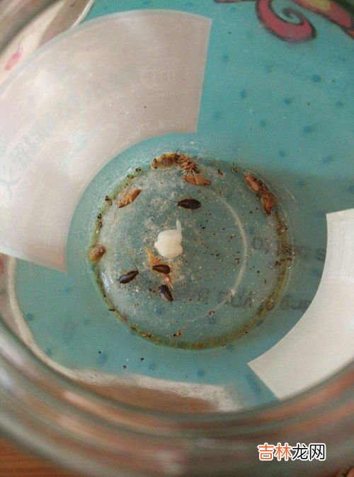 厨房里有蟑螂怎么除根,厨房有蟑螂怎么办能除根?