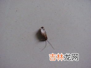 厨房里有蟑螂怎么除根,厨房有蟑螂怎么办能除根?