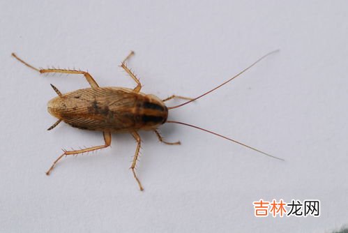 厨房里有蟑螂怎么除根,厨房有蟑螂怎么办能除根?