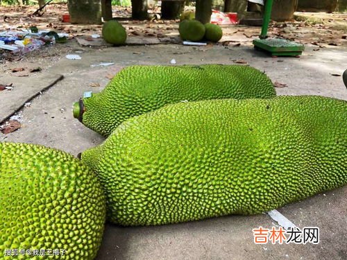 女人吃菠萝蜜的好处,女人吃菠萝蜜的好处有哪些?