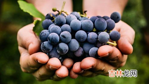 葡萄不能和什么食物一起吃,葡萄和什么不能一起吃
