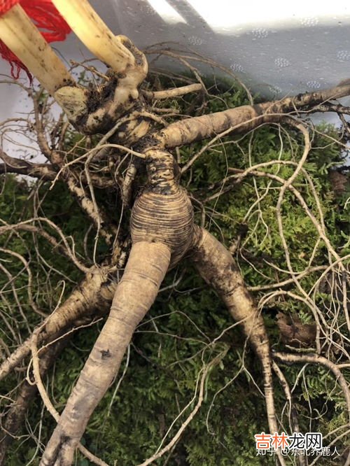 鹿茸鹿鞭泡酒的禁忌,鹿鞭和鹿茸可以放在一起泡酒吗？