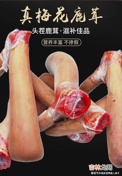 鹿茸鹿鞭泡酒的禁忌,鹿鞭和鹿茸可以放在一起泡酒吗？