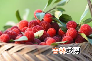 杨梅需要盐水泡吗,杨梅不泡盐水能吃吗 杨梅不用盐水泡有事吗