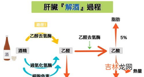 酒精多久能代谢掉,酒精多久挥发